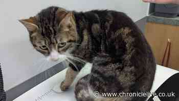 Neglected cat dies after being left in North East home without food or water