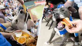 Rangers host 10 Texas shelter dogs for Bark at the Park night
