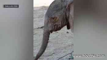 Dallas Zoo makes big announcement: new baby elephant