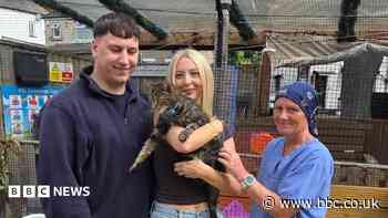 'Very soggy moggy' rescued after falling in canal