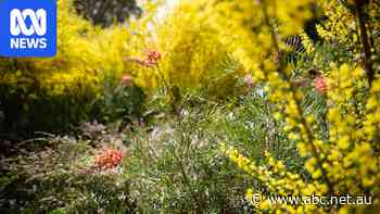 'Created something beautiful': Wildflower meadows are taking over cities