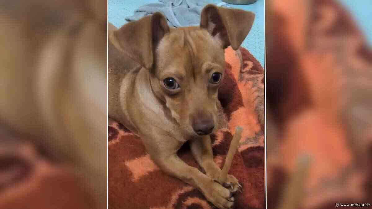 „Aus dem Ausland illegal eingeführt“: Tierheim sucht Zuhause für Welpe Bella