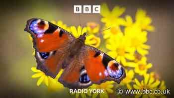 Why are butterflies thriving in North Yorkshire?