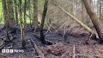 Forestry England releases photos of BBQ fire damage