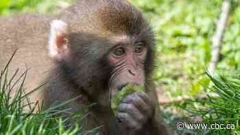 Granby Zoo issues warning to visitors who may have had contact with Japanese macaques