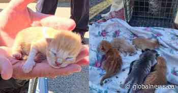Mother cat, 6 newborn kittens found sheltering beneath Ontario police cruiser