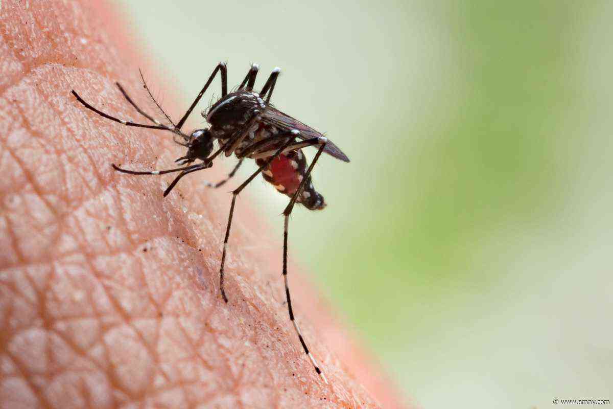 A biting problem: Twice as many NYC mosquito pools testing positive for dangerous West Nile virus this summer, health officials say