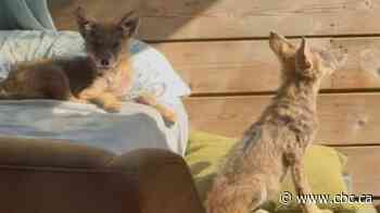 Coyote pup curls up in woman's bed as presence increases across Toronto