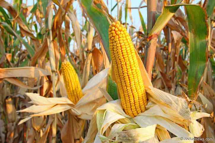 Corn Extending Weakness to Tuesday