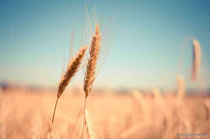 Wheat Posting a Wednesday Morning Rebound