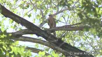 Decade-long study reveals the hazards Cooper's hawks face in Albuquerque