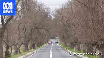 Renewables company says turbines will hit Anzac memorial trees