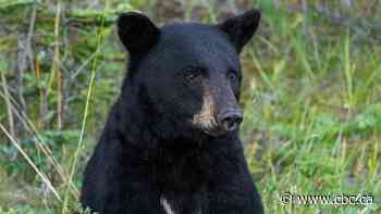 Parks Canada charges camper after black bear gets into food at Banff National Park