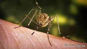 Manitoba orders mosquito fogging in Morden, Boissevain over West Nile concerns