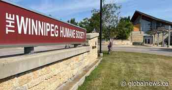 Winnipeg shelters see increase in pet surrenders due to high vet costs