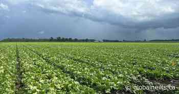 Quebec lettuce growers operating at a loss amid U.S. cyclosporiasis outbreak