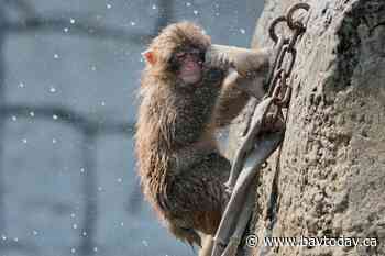 Granby Zoo warns visitors about contact with Japanese macaque after isolated incident