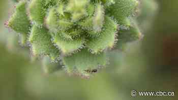 Charles Darwin finally proven right about bug-eating plant after 150 years