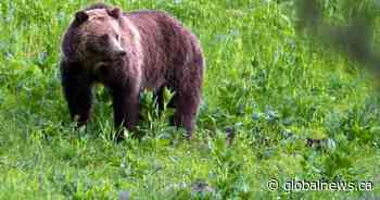 72-year-old woman seriously injured in grizzly bear attack in remote area of B.C.