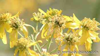 Ragweed season is coming, but doing this now will lessen symptoms: Expert