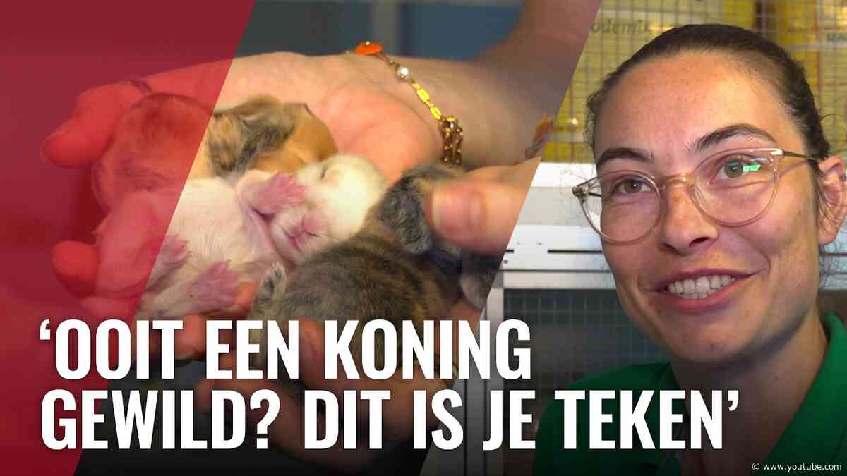 Dierenasiel DOA overspoeld met babykonijntjes