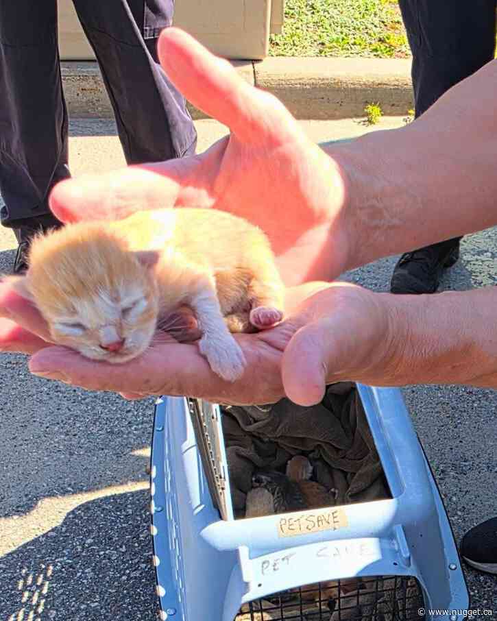 Mother cat, six kittens safely rescued under police cruiser