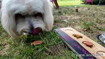 Tails wag for wine at Marynissen Estates