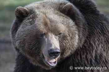 Grizzly bear attack in B.C. area leaves 72-year-old woman with serious injuries