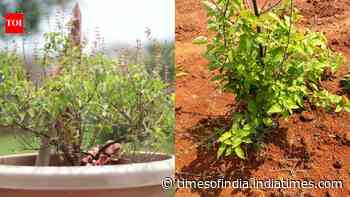 Growing Holy basil (tulsi) in pot vs on land: Which helps in grow better
