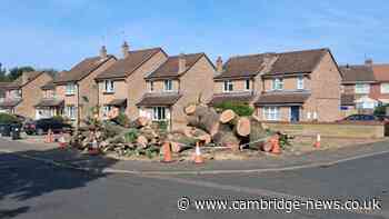 Locals ‘deeply upset’ as 200-year-old tree cut down