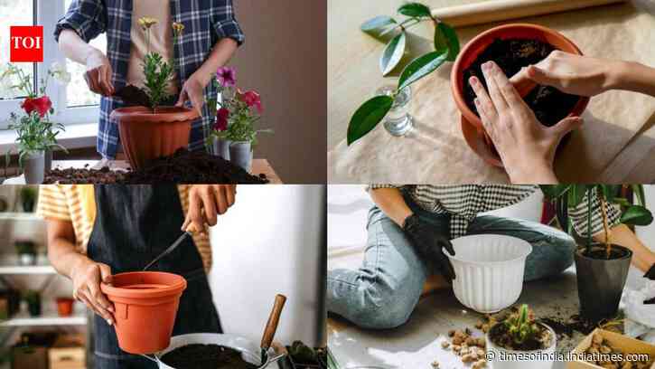 The right way to set up a plant pot: From coco peat to sand, here's the perfect layering guide