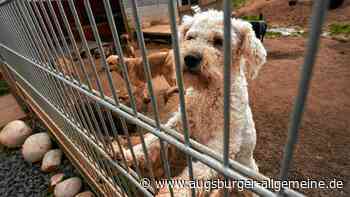 Illegaler Welpenhandel: Immer mehr Hundebabys aus Osteuropa in Bayern entdeckt