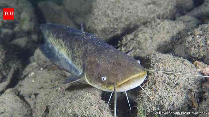 In 1974, a German fisherman released thousands of baby catfish into a river; 50 years later they are threatening native wildlife