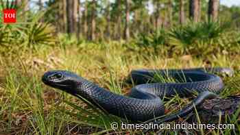Scientists release 42 snakes to bring a giant US species back
