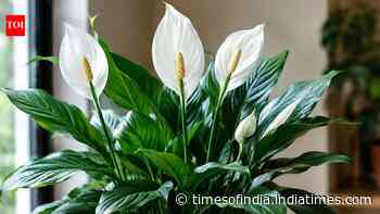 Rice water for plants: 7 plants that grow well with this simple kitchen leftover