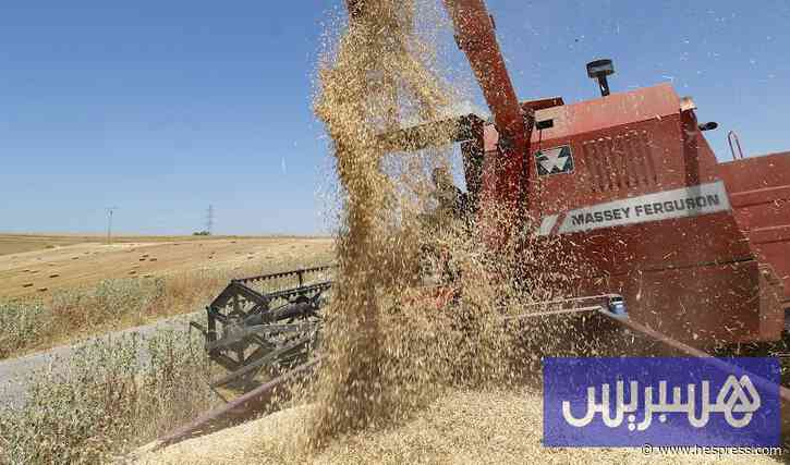 المغرب يجدد التدابير الجمركية المعنية بالقمح واللحوم والماشية المستوردة