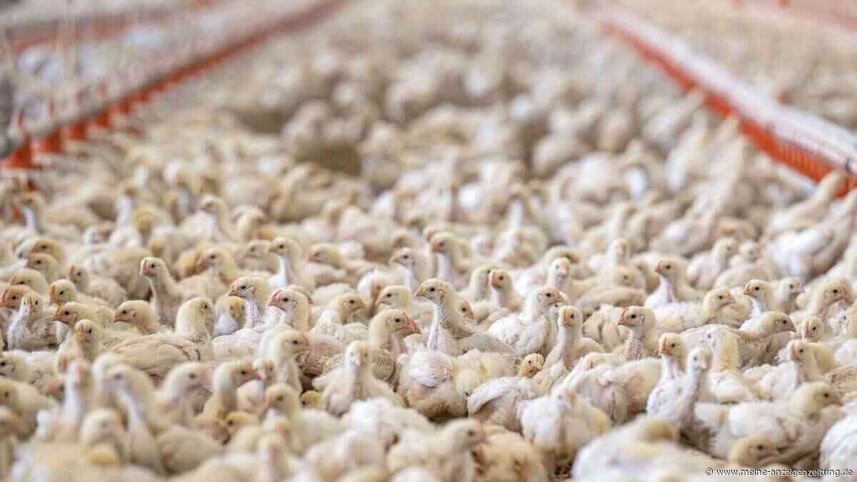 Fleischproduktion sinkt – Geflügel mit größtem Rückgang