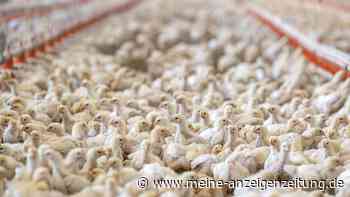 Fleischproduktion sinkt – Geflügel mit größtem Rückgang