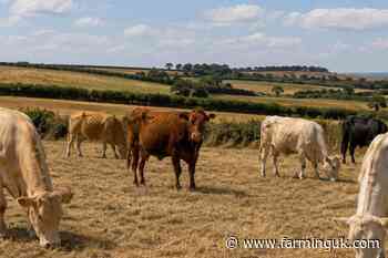Drought sends grass growth 46% below average
