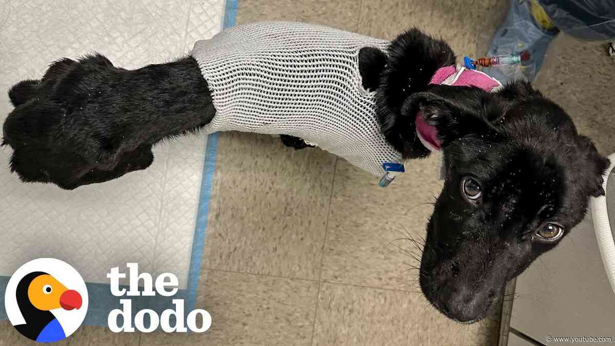 Rescuers Knew This 12-Pound Dog Deserved So Much More | The Dodo