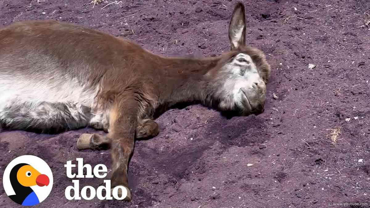 Rescued Donkey Helps A Grieving Donkey Heal | The Dodo