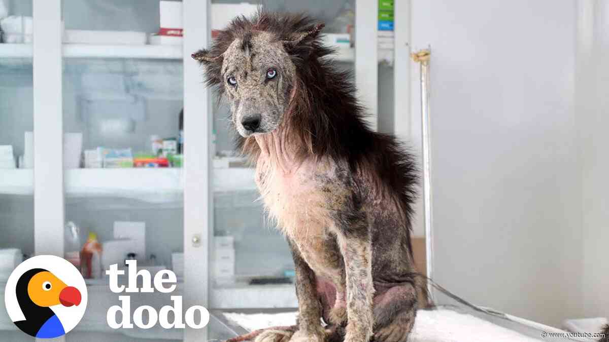 Rescued Husky Adopts Real Bear Cubs | The Dodo