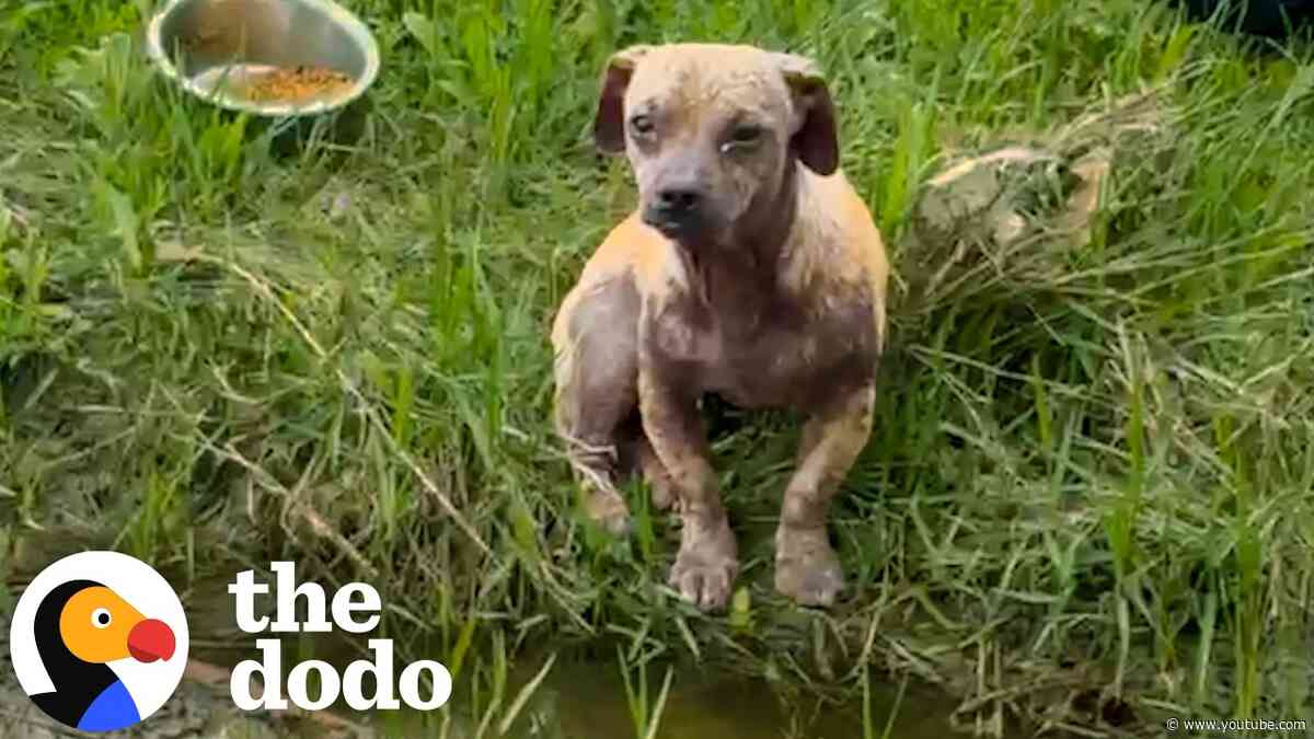 Abandoned Dog Waited In A Muddy Ditch For His Owner To Come Back | The Dodo