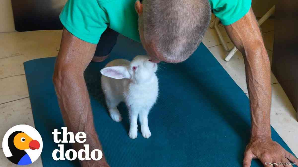 Surfer On Vacation Brings Neglected Rabbit Back To Canada | The Dodo