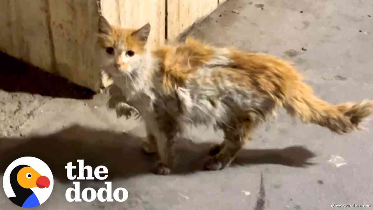 Matted Stray Cat Keeps Going To Pharmacy Until She Finds Help | The Dodo