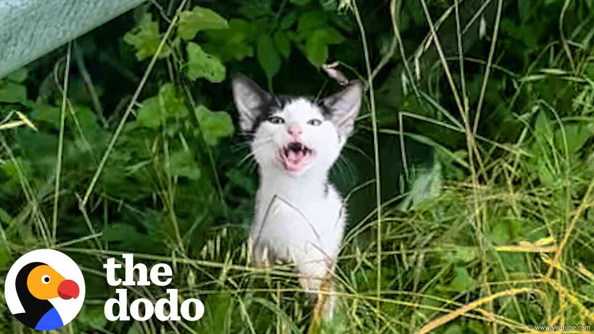 Bride Uses Her Wedding To Get Stray Kitten Adopted | The Dodo