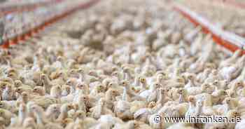 Fleischproduktion sinkt - Geflügel mit größtem Rückgang