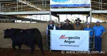 Long-time local buyer secures well-carcased Moogenilla Angus bull at top price