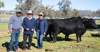 Spirited bidding: strong local support for XL Beef Angus bulls and heifers
