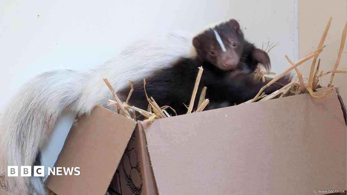 Are you allowed to own a pet skunk?